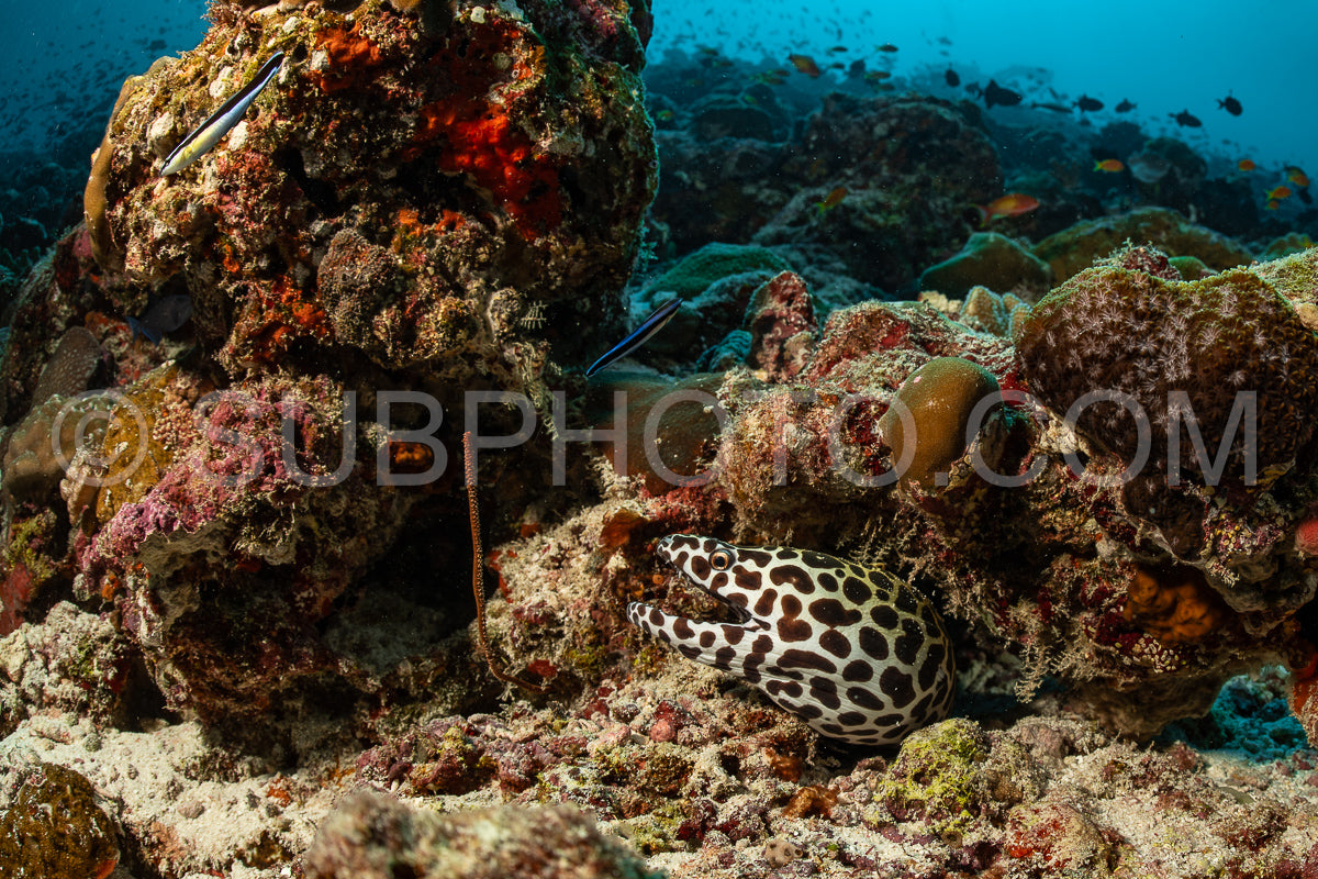 Laced moray