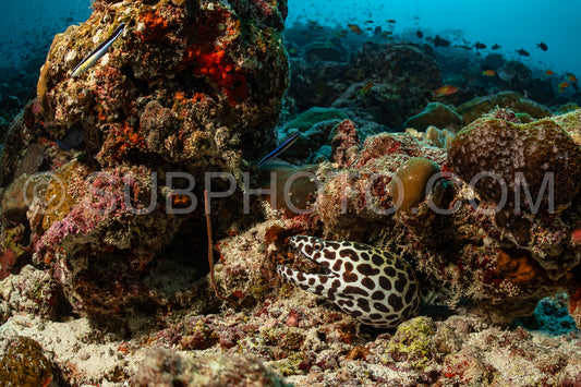 Laced moray