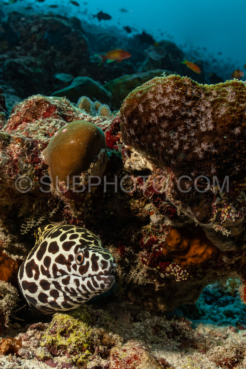 Laced moray