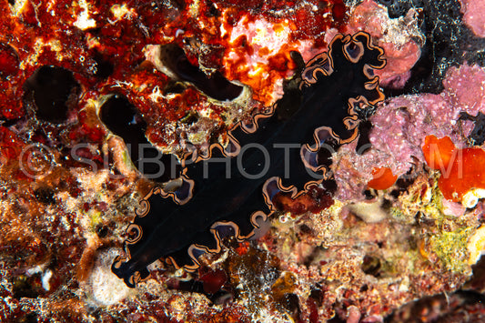 glorious flatworm