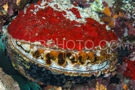 Photo de coquille de mer