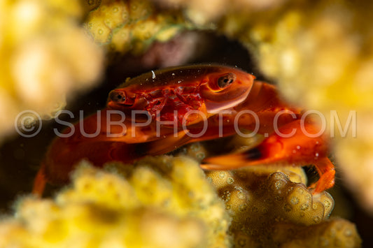 Photo de crabe garde-corail à pattes tachetées