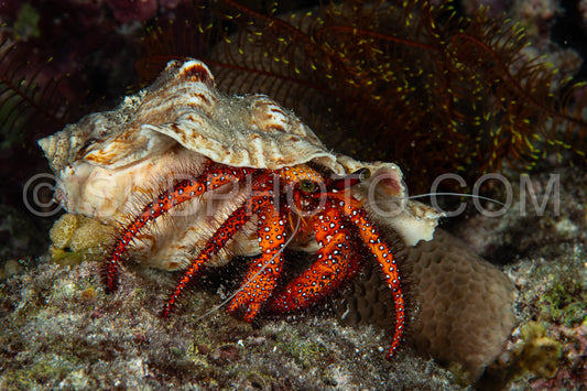 Photo de bernard-l'hermite à taches blanches