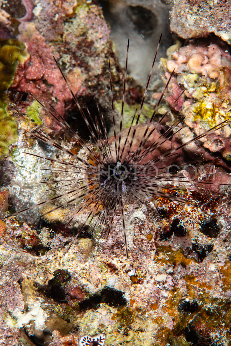 sea urchin