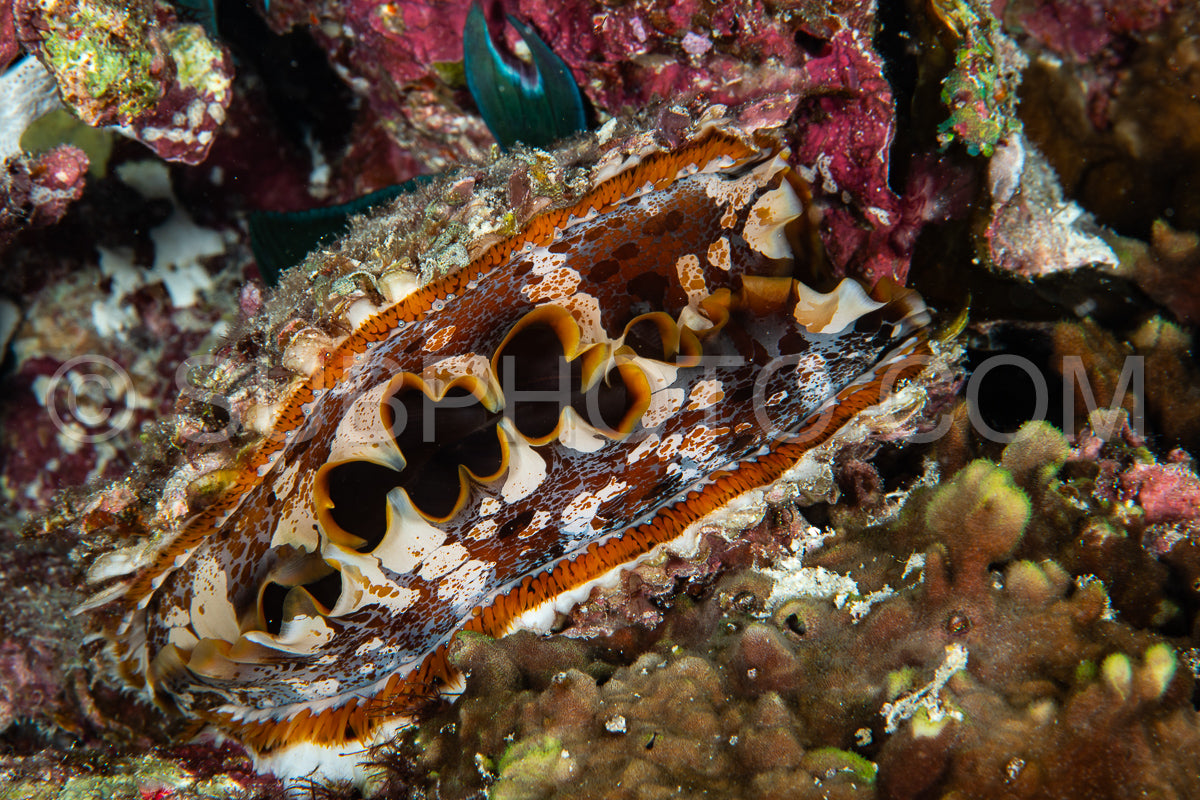 Photo de coquille de mer