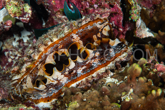 Photo de coquille de mer