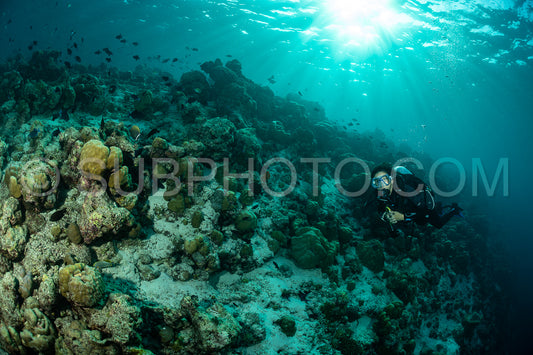 Diver discovering the beauty of the Maldivian coral reefs with abundant life