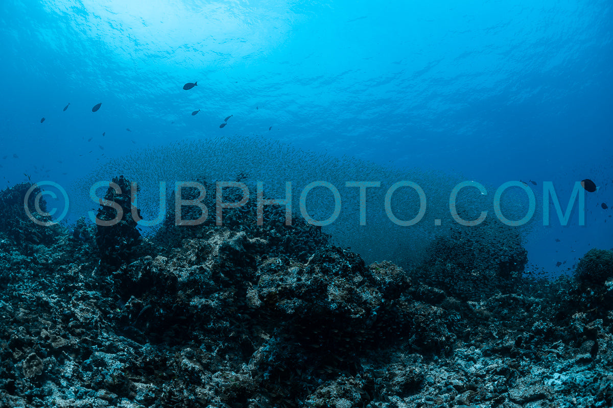 Photo de Banc de poissons-verres aux Maldives