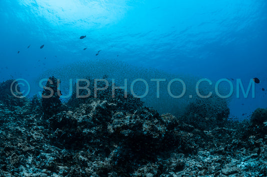 Photo de Banc de poissons-verres aux Maldives