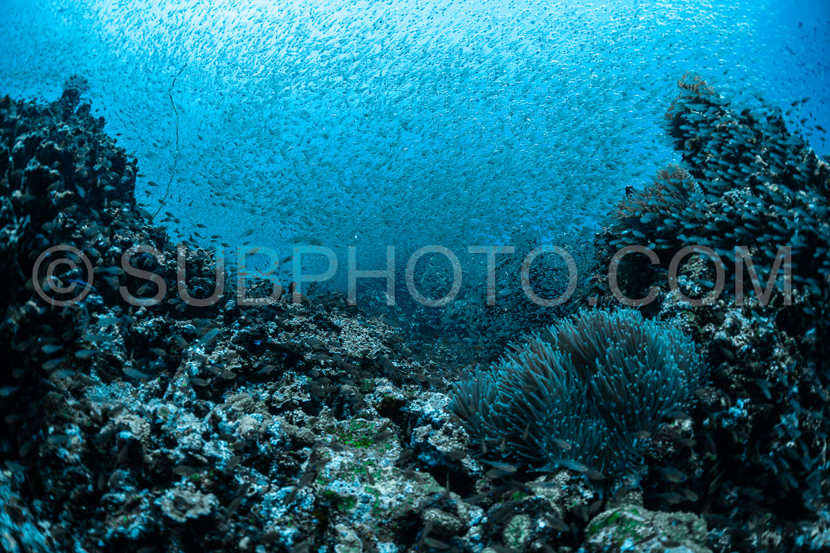 Photo de Banc de poissons-verres aux Maldives