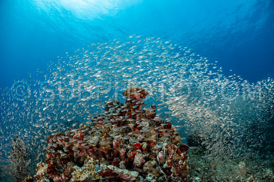 Photo de Banc de poissons-verres aux Maldives