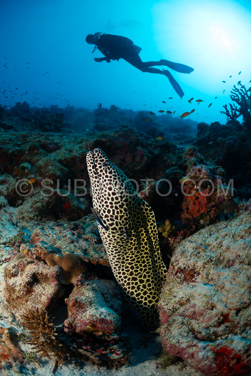 Laced moray with a diver