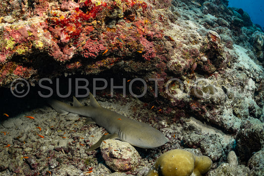 Nurse shark resting on a coral reef