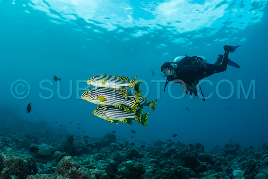 Indian Ocean oriental sweetlips with a diver