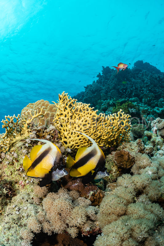 Photo de Couple de poissons-bannières de la mer Rouge