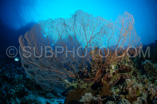 Hickson gorgonia in the Red Sea