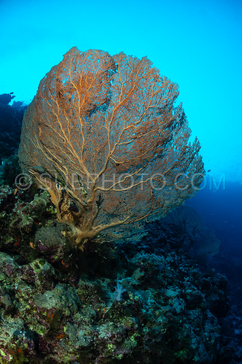 Hickson gorgonia in the Red Sea