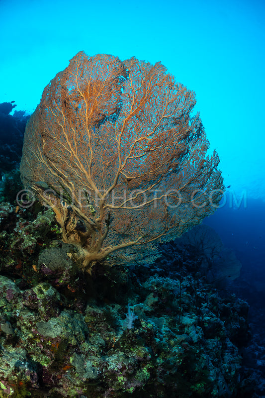 Hickson gorgonia in the Red Sea