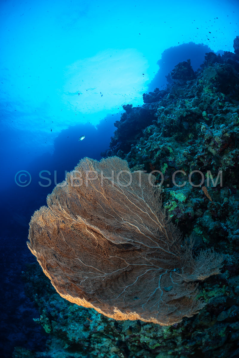 Hickson gorgonia in the Red Sea