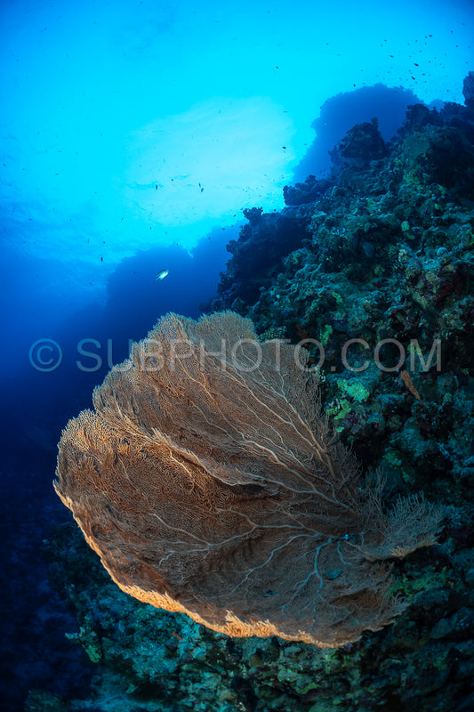 Hickson gorgonia in the Red Sea