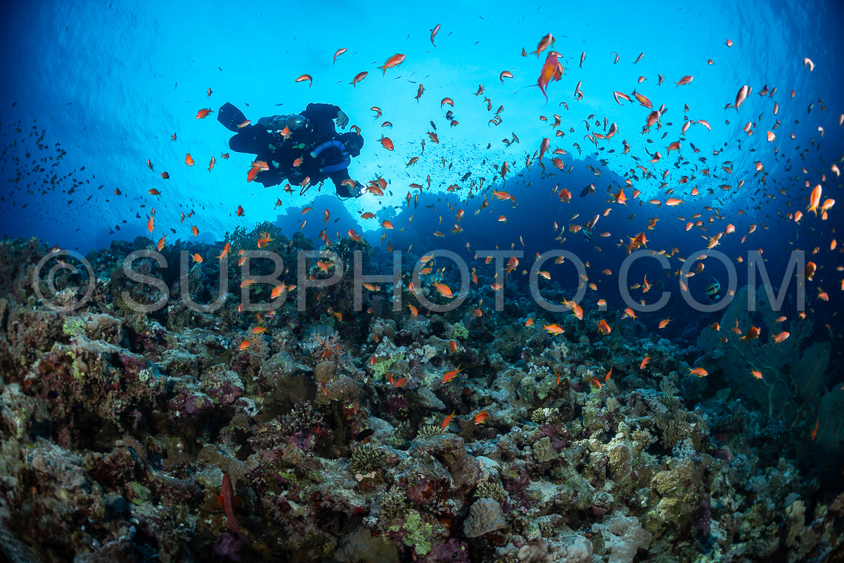 Tek diver using a rebreather with Hickson gorgonia in the Red Sea