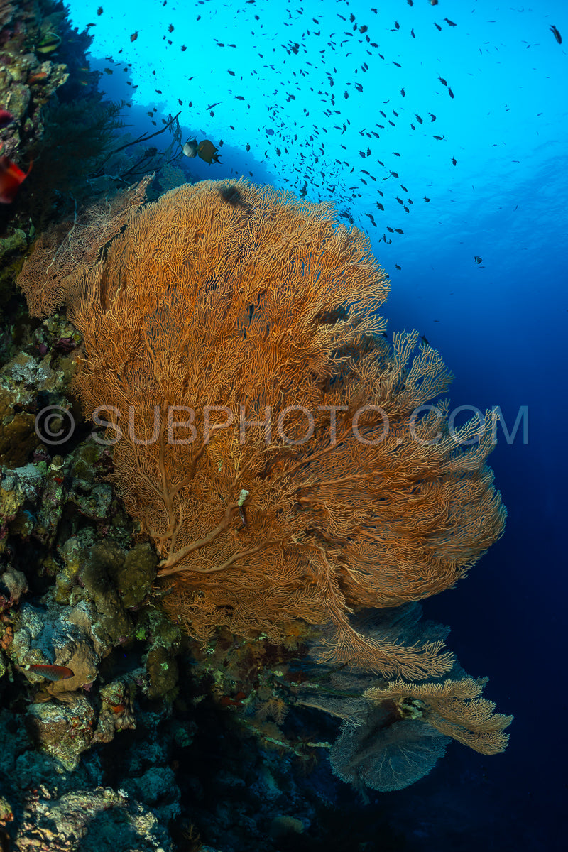 Hickson gorgonia in the Red Sea