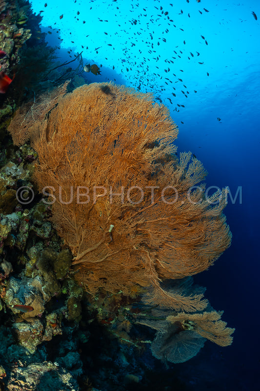 Hickson gorgonia in the Red Sea