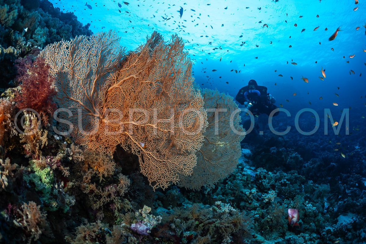Tek diver using a rebreather with Hickson gorgonia in the Red Sea