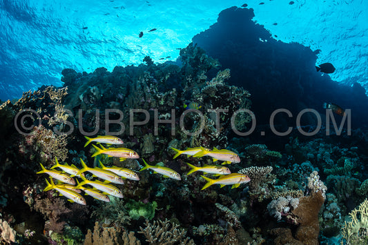 Photo de Banc d'albacore