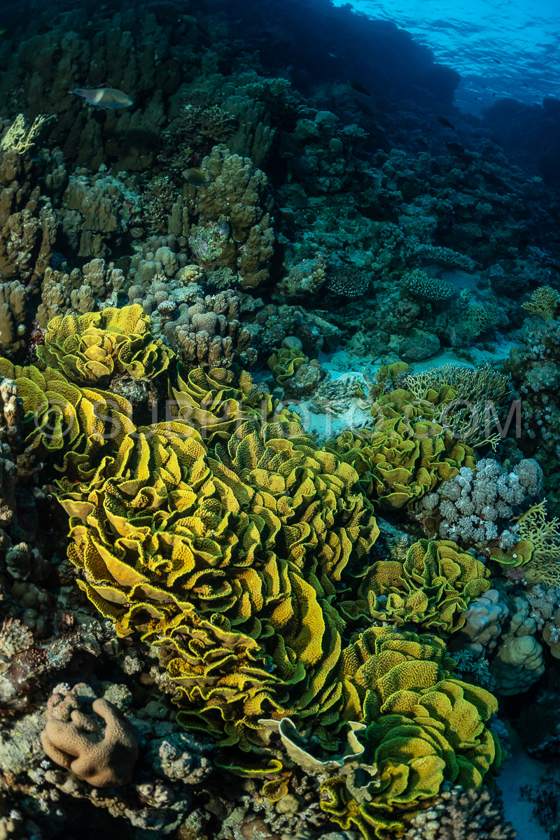 Photo de colonie de coraux à disque dans la mer Rouge