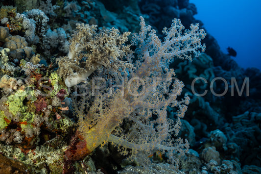 Photo de corail mou dans la mer Rouge