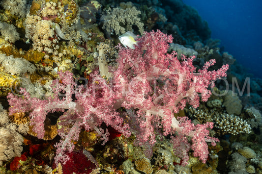 Photo de corail mou dans la mer Rouge
