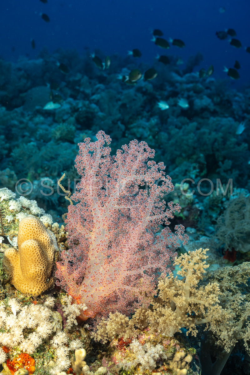 Photo de corail mou dans la mer Rouge