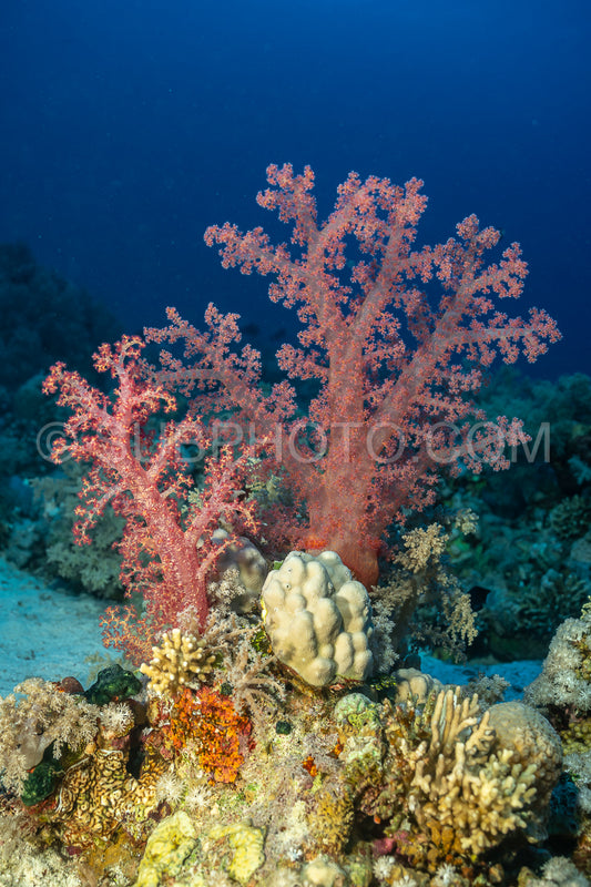 Photo de corail mou dans la mer Rouge