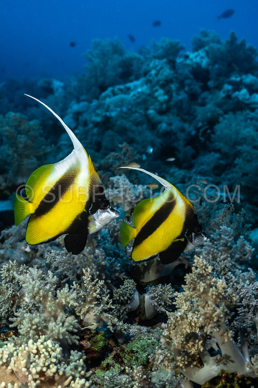 Photo de Couple de poissons-bannières de la mer Rouge
