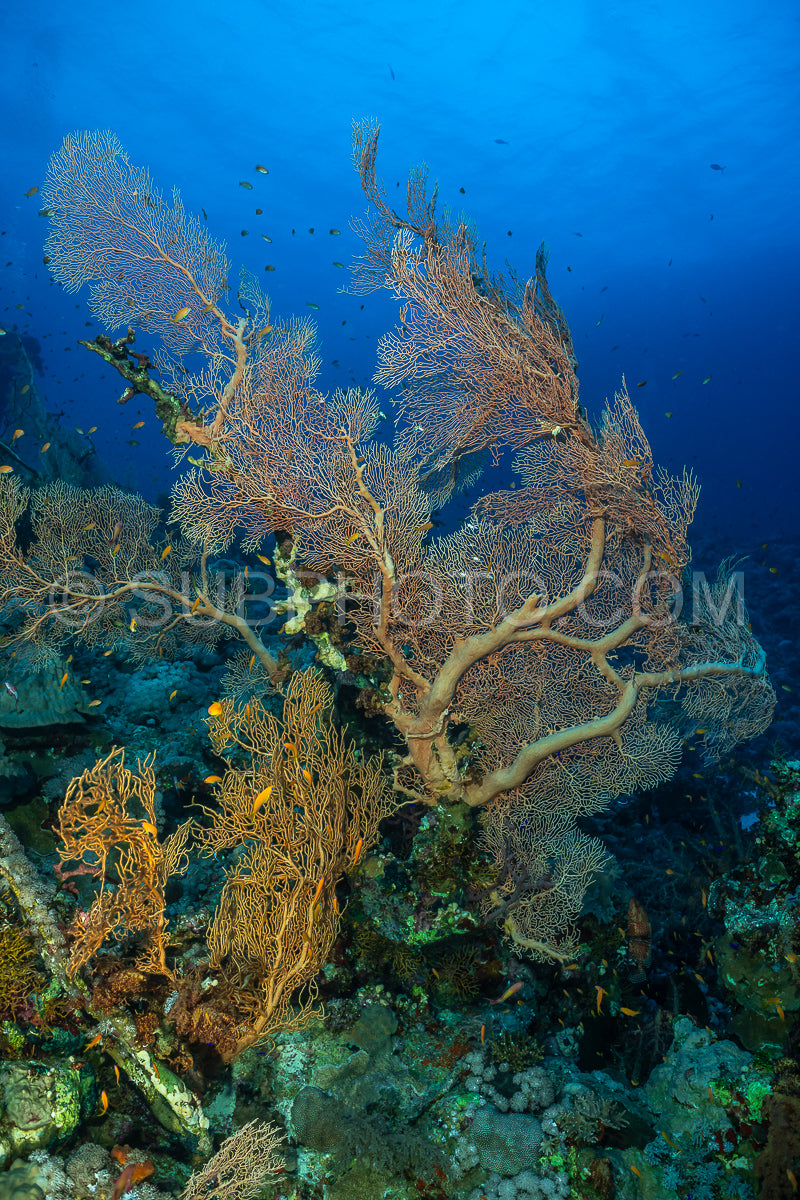 Hickson gorgonia in the Red Sea