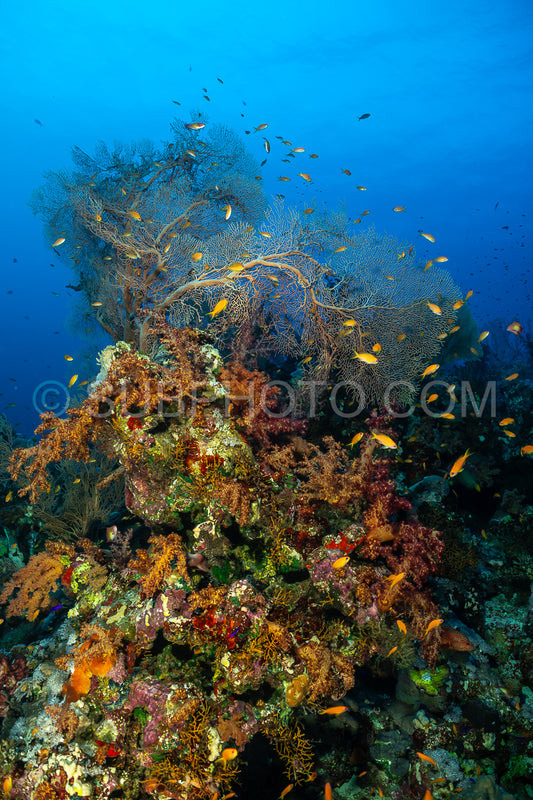 Hickson gorgonia in the Red Sea