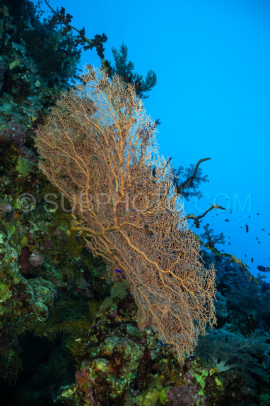 Hickson gorgonia in the Red Sea
