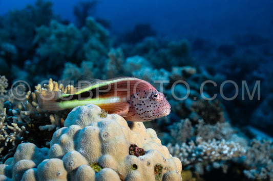 Blackside hawkfish