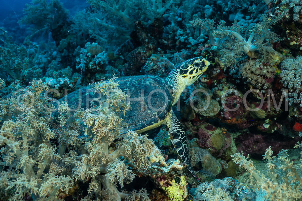 Photo de Tortue marine imbriquée