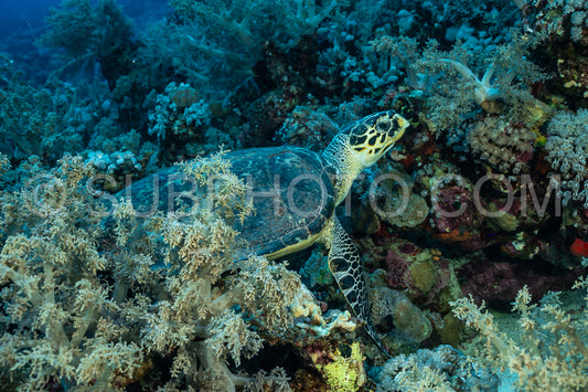 Hawksbill sea turtle