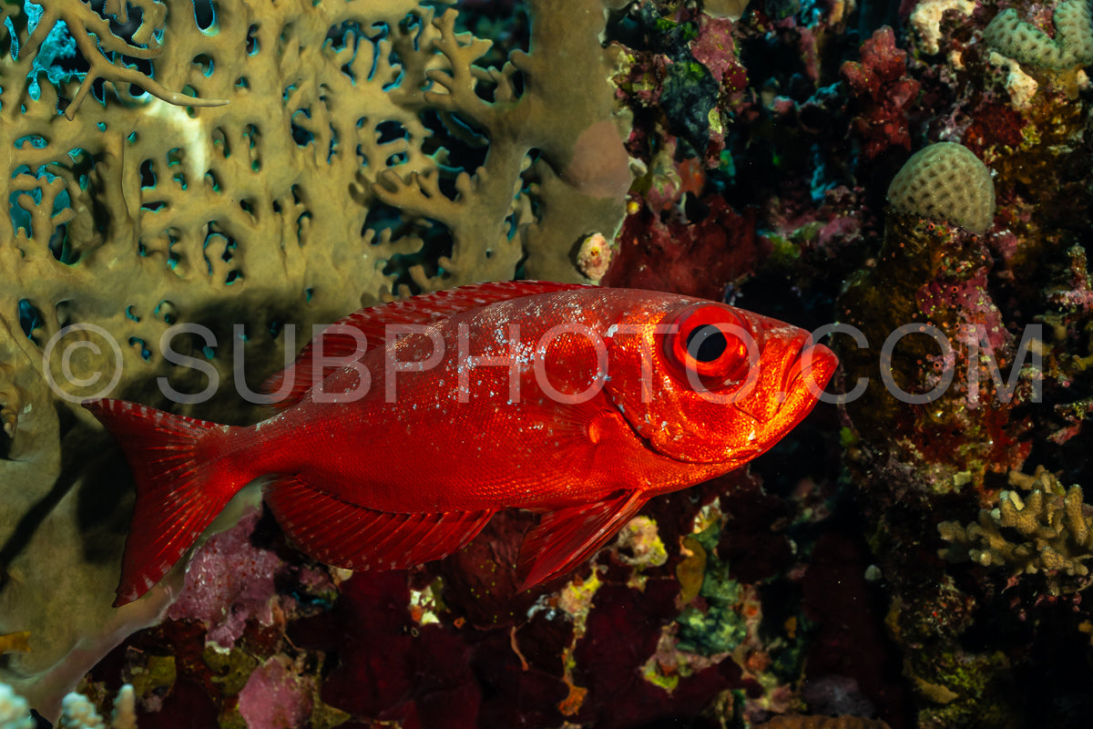 Red lunar-tailed bigeye or goggle eye fish in the Red Sea