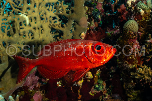 Red lunar-tailed bigeye or goggle eye fish in the Red Sea