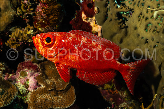 Red lunar-tailed bigeye or goggle eye fish in the Red Sea