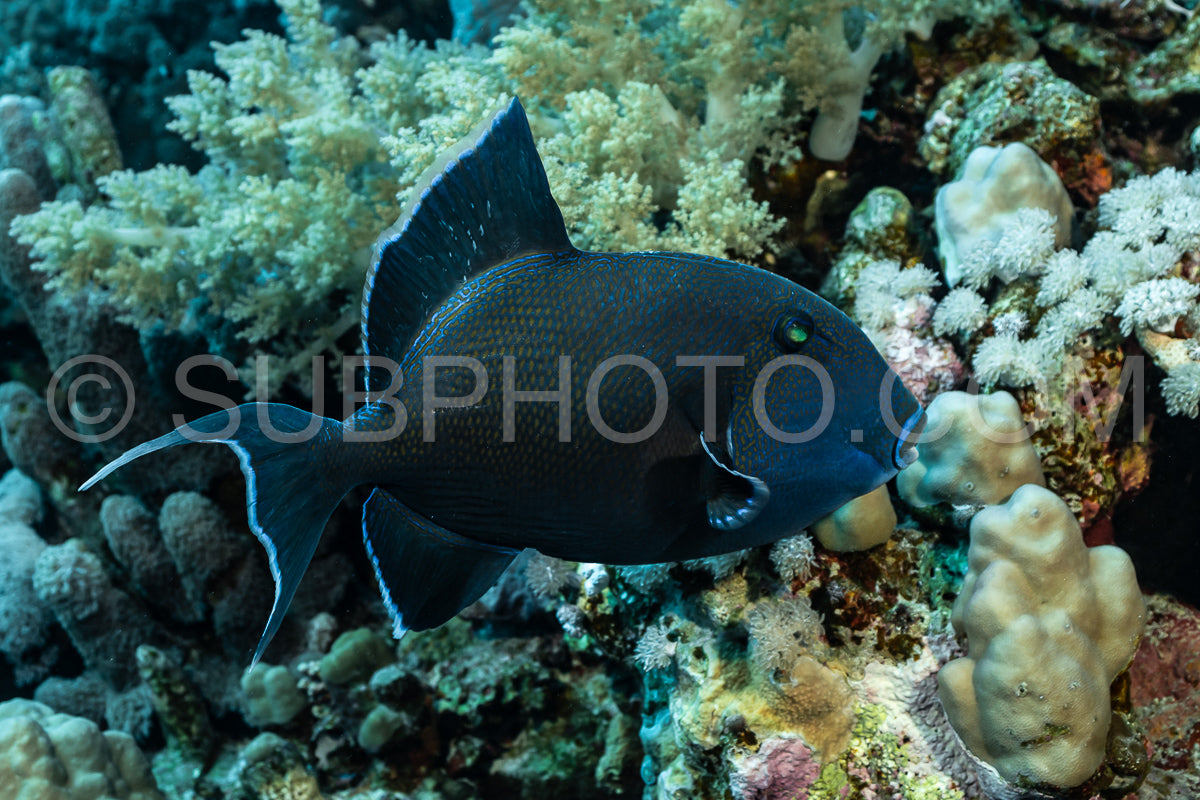 Photo de Baliste à dents rouges