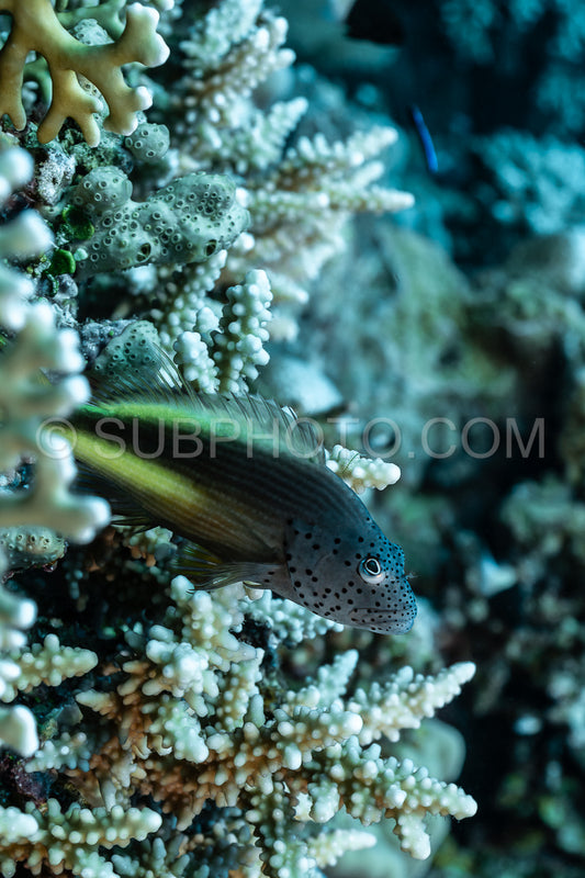 Blackside hawkfish