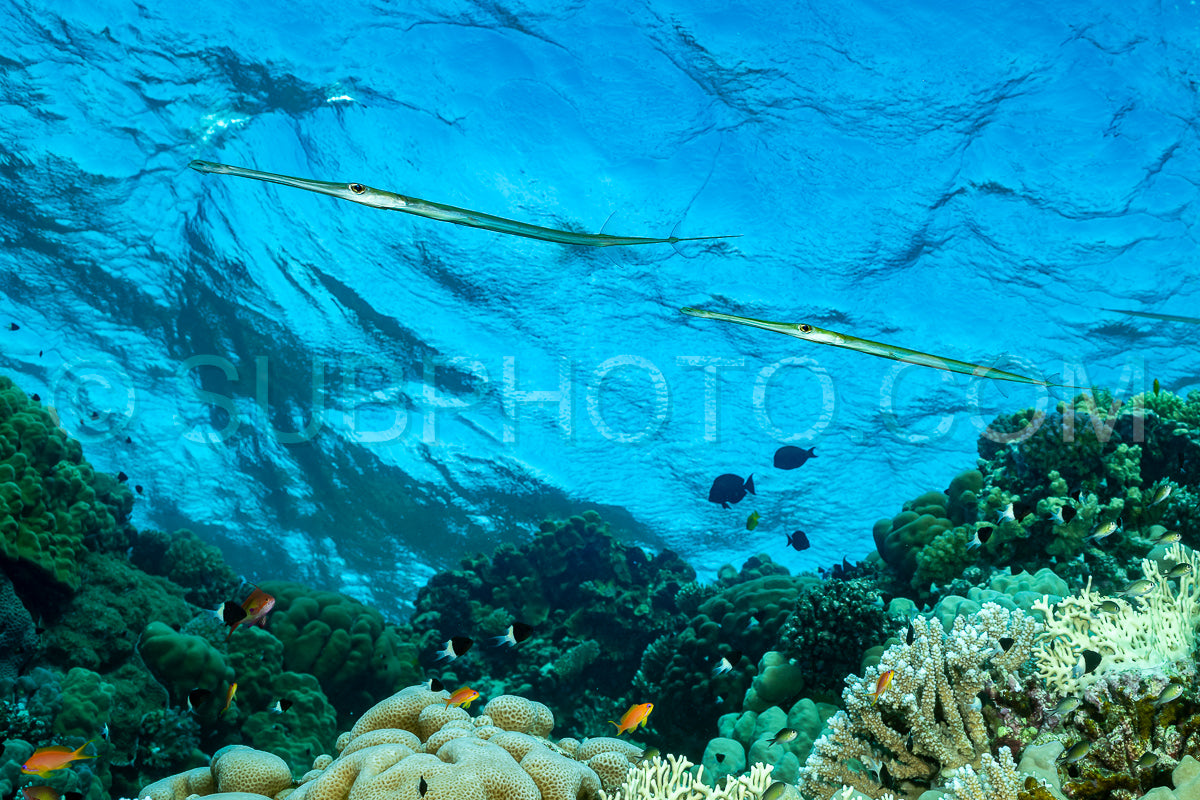 bluespotted cornetfish