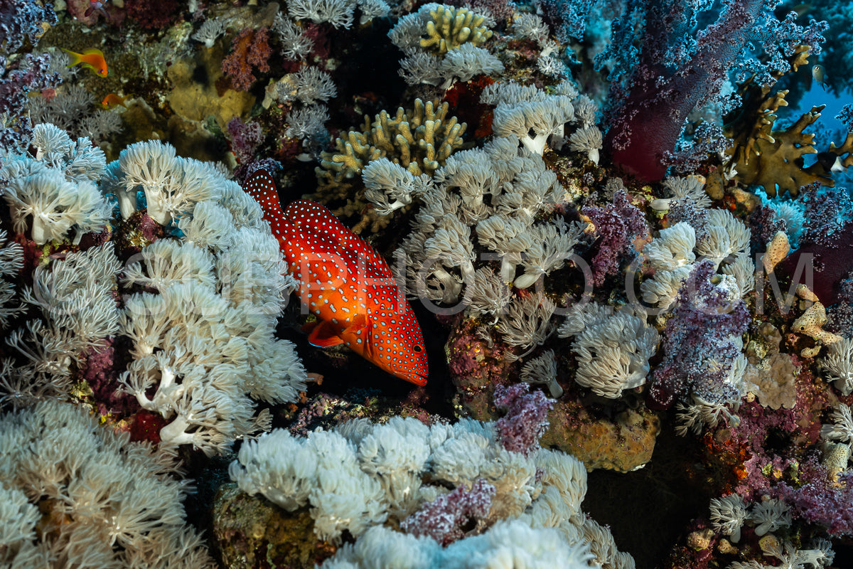 Coral grouper patroling its territory in the Red Sea