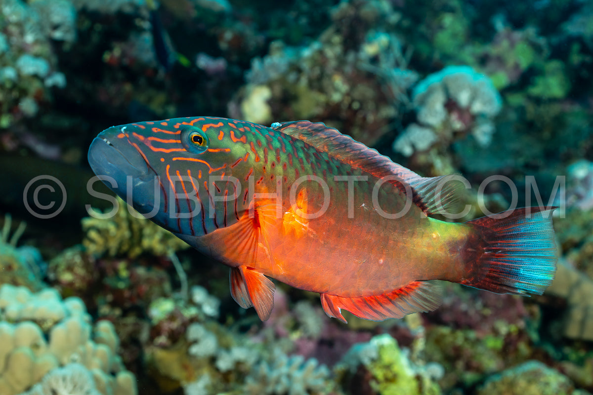 Red Sea wrasse