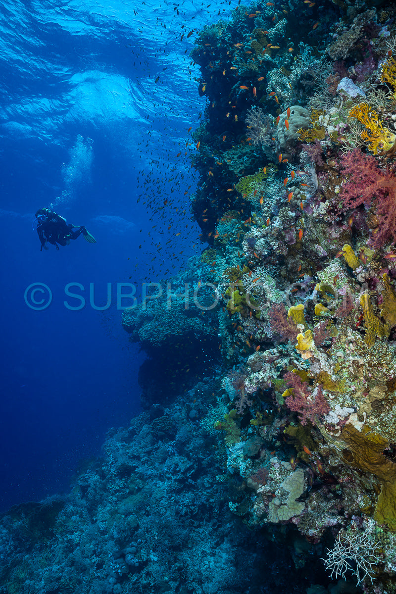 diver visiting a reef wall